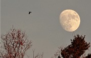 Nel Parco dei Colli anello dal Santuario di Sombreno alla Madonna della Castagna per Colle Roccolone e dei Roccoli il 30 dic. 2017 - FOTOGALLERY